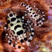 shrimp_coleman_bhr_tam_v_0378_bal6240.jpg
